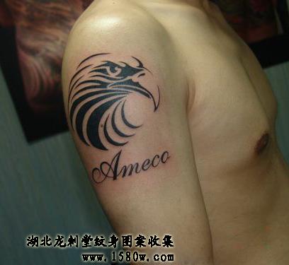 ͼ����ӥ����