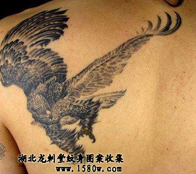 ��ӥ����ͼƬ