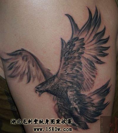 ��ӥ������ӥ����ͼ��