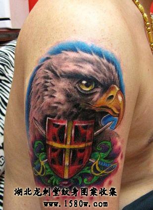 ��ɫӥͷ������ӥ����