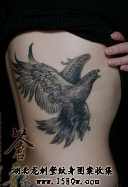 ��ӥ����ͼƬ