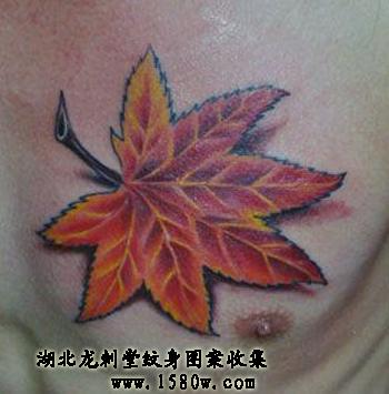 ��Ҷ����ͼ��