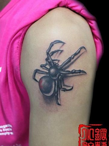 3D����֩������ͼ��